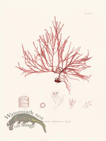 Bradbury Seaweed 098